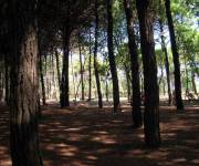 hotel_antares_pineta