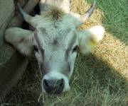 agriturismo_le_cave_del_ceppo_mucca