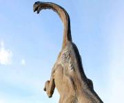 parco_le_pietre_del_drago_apatosauro