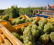 agriturismo_podere_san_michele_produzione_propria